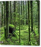The Magic Forest Acrylic Print