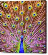 The Majestic Peacock Acrylic Print