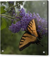 Tiger Swallowtail Butterfly Acrylic Print