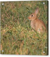 The Morning Kit Acrylic Print