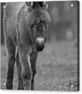 The Newborn Acrylic Print