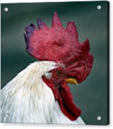 The Old Cock Acrylic Print