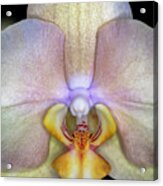 The Orchid Blossom Acrylic Print
