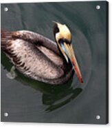 The Peruvian Pelican #1 Acrylic Print