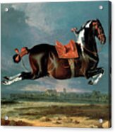 The Piebald Horse Cehero Rearing Acrylic Print
