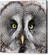 The Piercing Look Of The Great Grey Owl Acrylic Print