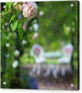 The Pink Rose Acrylic Print