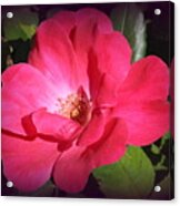 The Pink Rose Of Summer Acrylic Print