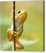 The Pole Dancer - Climbing Tree Frog Acrylic Print
