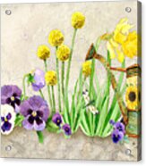 The Promise Of Spring - Pansy Acrylic Print