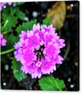 The Purple Flower Acrylic Print