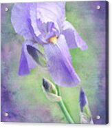 The Purple Iris Acrylic Print