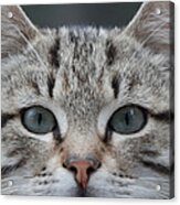 The Purrfect Cat Acrylic Print