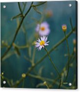 The Quiet Aster Acrylic Print