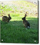 The Rabbit Dance Acrylic Print