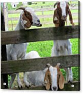 The Real Three Billy Goats Gruff Acrylic Print