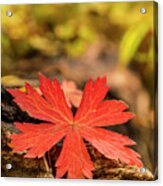 The Red Leaf Acrylic Print