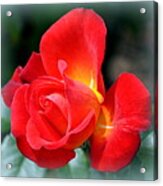 The Red Rose Acrylic Print