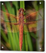 The Red Skimmer Dragonfly Acrylic Print