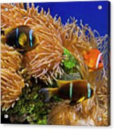 The Reef-signed-#5180 Acrylic Print