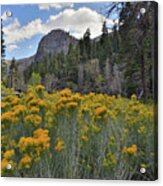 The Road To Mt. Charleston Natural Area Acrylic Print