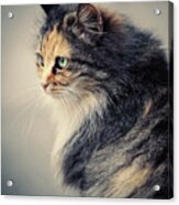 The Sad Street Cat Acrylic Print