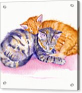 The Sleepy Kittens Acrylic Print
