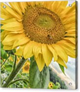 The Sunflower And The Bee Acrylic Print