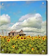 The Sunflower Farm Acrylic Print
