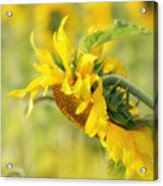 The Sunflower Acrylic Print