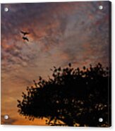 The Sunset Tree Acrylic Print