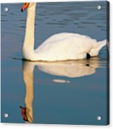 The Swan Acrylic Print