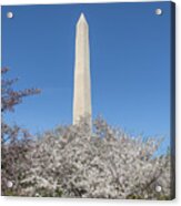 The Washington Monument And Cherry Blossoms Ds0068 Acrylic Print