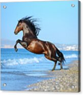 The Wave. Andalusian Horse Acrylic Print