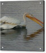 The White Pelican Acrylic Print