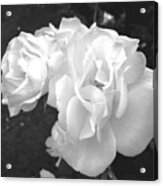 The White Rose Acrylic Print