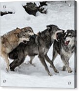 The Wolf Pack Acrylic Print