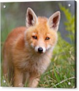 The Young And Eager Red Fox Kit Acrylic Print