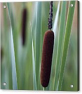Them Beautious Cattails Acrylic Print