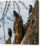 These Three Starlings Acrylic Print