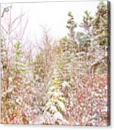 Thicket By A Country Road In Winter Acrylic Print