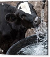 Thirsty Cow Acrylic Print