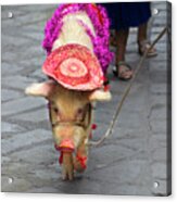This Little Piggy Went To The Market Acrylic Print
