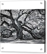 This Tree Is Located In Charleston Acrylic Print