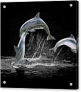Three Dolphin Jumping Acrylic Print