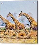 Three Giraffes Acrylic Print