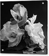 Three Hibiscus Monochrome Acrylic Print