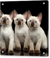 Three Kitty Of Breed Mekong Bobtail On Black Background Acrylic Print