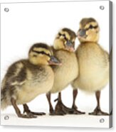 Three Little Ducklings Acrylic Print