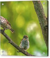 Three Little Sparrows Acrylic Print